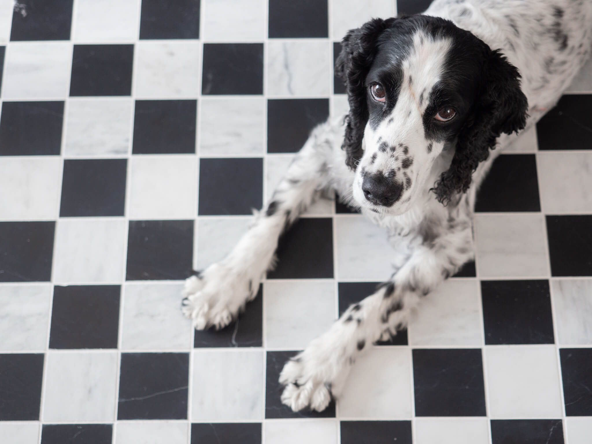 Calacatta & Nero Checkerboard Mosaic